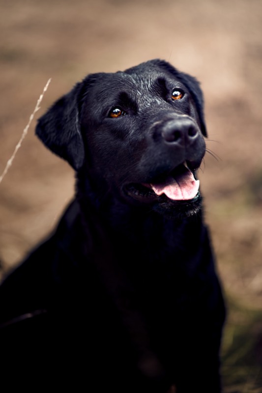 Dierenfotografie door FotoVervuurt