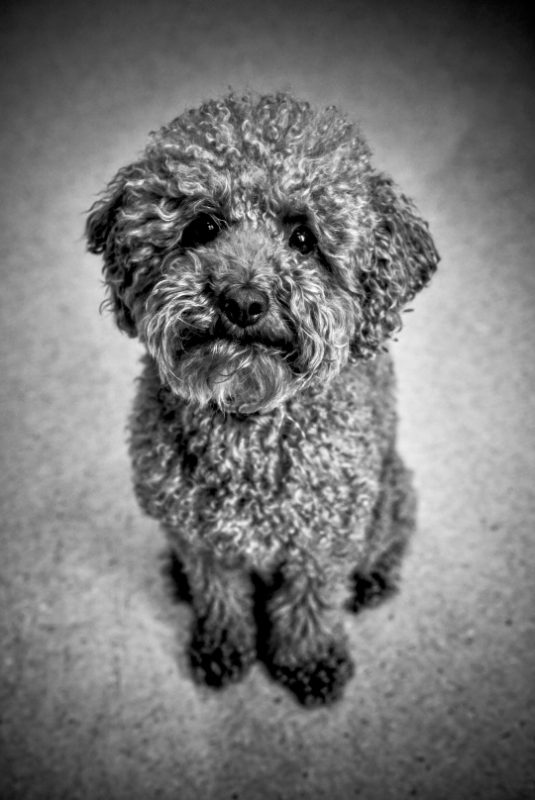 Dierenfotografie door FotoVervuurt — foto 8