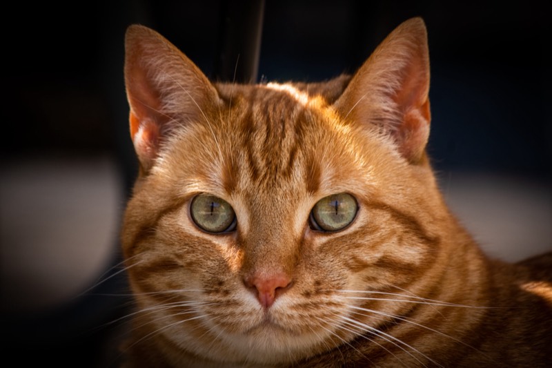 Dierenfotografie door FotoVervuurt — foto 7