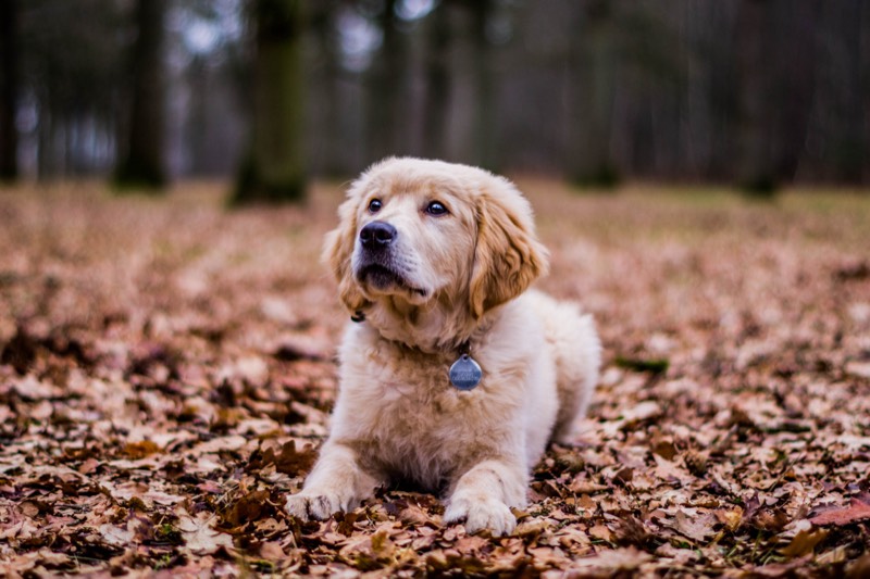 Dierenfotografie door FotoVervuurt — foto 1