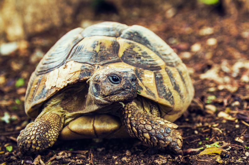 Dierenfotografie door FotoVervuurt — foto 9