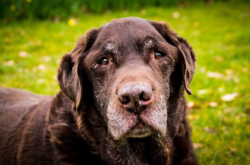 Dierenfotografie door FotoVervuurt — foto 6