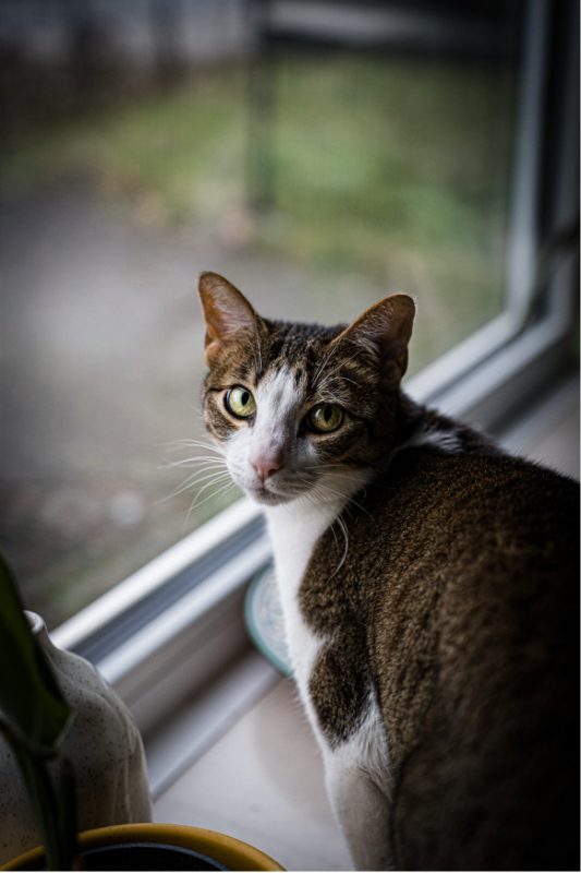 Dierenfotografie door FotoVervuurt — foto 2